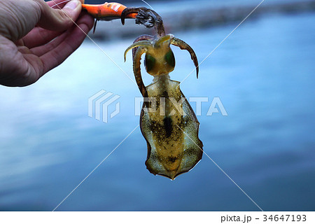 アオリイカエギング 34647193