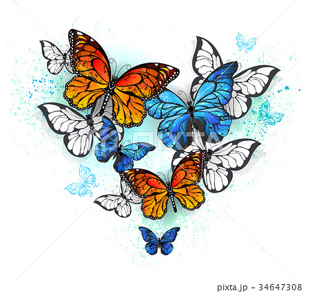 morpho and monarchs 34647308
