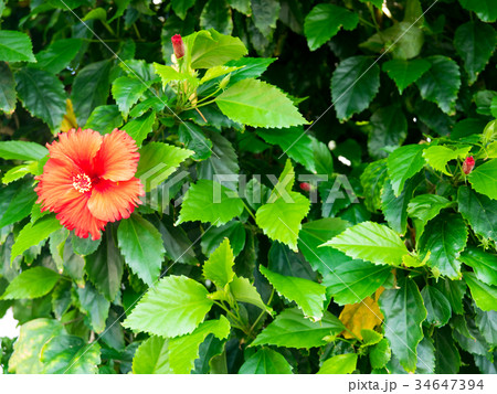 ブッソウゲ 仏桑花 紅蜀葵 34647394