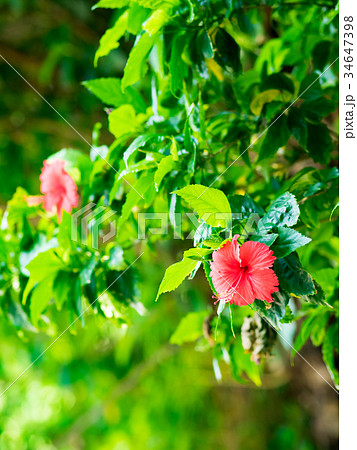 ブッソウゲ 仏桑花 紅蜀葵 34647398