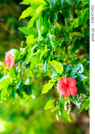 ブッソウゲ 仏桑花 紅蜀葵 34647402