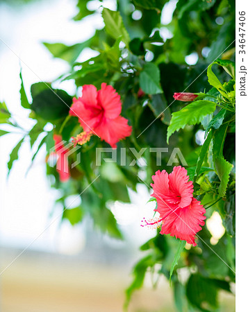ブッソウゲ 仏桑花 紅蜀葵 34647406