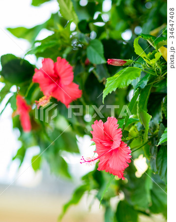 ブッソウゲ 仏桑花 紅蜀葵 34647408