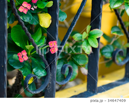 ブッソウゲ 仏桑花 紅蜀葵 34647409