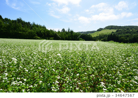 晴天のもと北海道乙部町の蕎麦畑で蕎麦の花が咲いている風景を撮影 晴天のもと北海道乙部町の蕎麦畑で蕎麦の花が咲いている風景を撮影 34647567