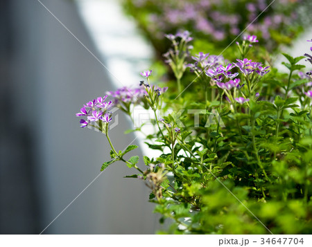 紫色 紫 パープル 34647704