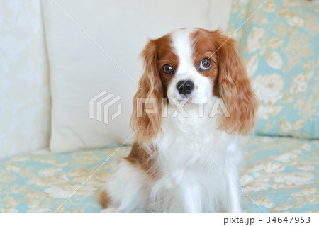 キャバリア 34647953