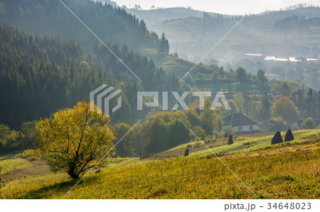 tree on hillside in mountainous rural area tree on hillside in mountainous rural area 34648023