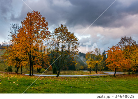 yellow trees along the mountain road in autumn yellow trees along the mountain road in autumn 34648028