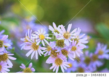 シオンの花 34648043