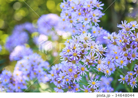 シオンの花の写真素材