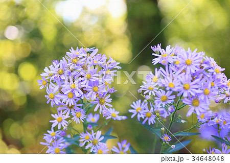 シオンの花 34648048