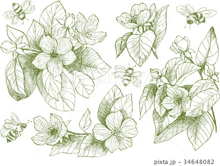 Vintage botanical illustration blossom flowers 34648082
