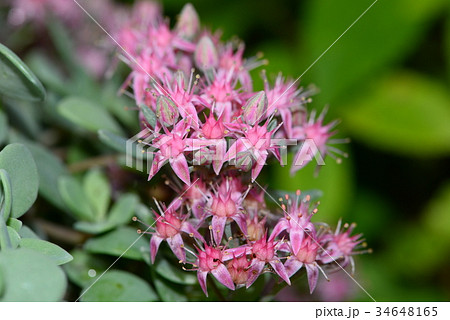 ヒダカミセバヤ 34648165