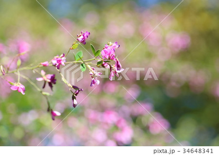 ハギの花 ハギの花 34648341