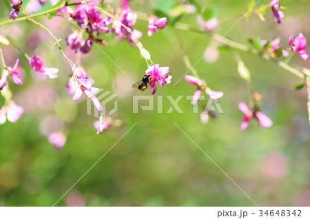 ハギの花 ハギの花 34648342