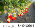 いちご畑 34648604