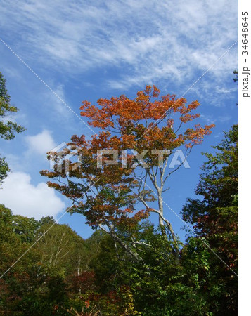 湯けむり街道もみじの紅葉 34648645