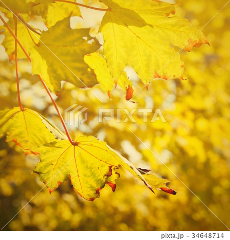 Autumn. Beautiful colorful leaves on in autumn. Autumn. Beautiful colorful leaves on in autumn. 34648714