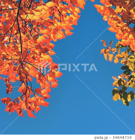 Autumn. Beautiful colorful leaves on in autumn. Autumn. Beautiful colorful leaves on in autumn. 34648719
