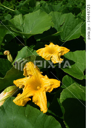 夏のカボチャ畑に黄色のカボチャの花が咲いている様子を撮影の写真素材