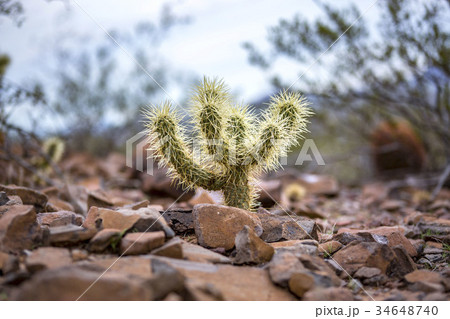 Shiny Cactus 34648740