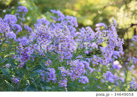 シオンの花 34649058