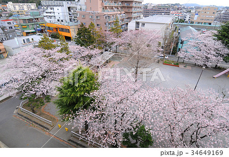 神奈川県藤沢市 若尾山公園の桜 神奈川県藤沢市 若尾山公園の桜 34649169