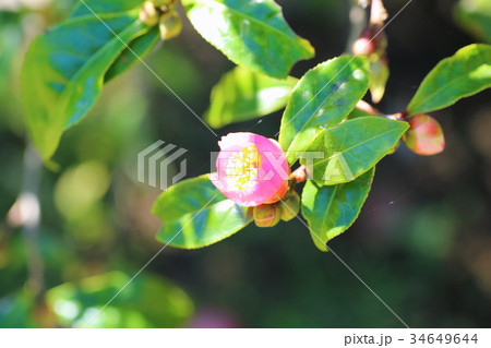 ロビラキの花 34649644