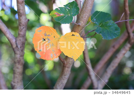 雑木の黄葉 雑木の黄葉 34649645