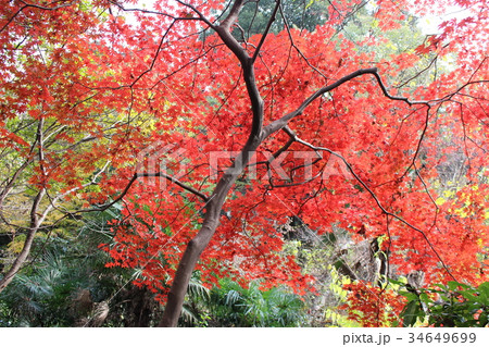 真っ赤な紅葉 真っ赤な紅葉 34649699