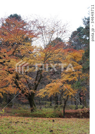 秋の風景(黄色い紅葉) 秋の風景(黄色い紅葉) 34649711