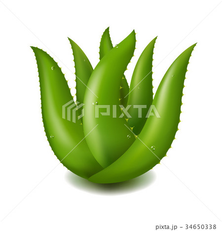 Aloe Vera 34650338