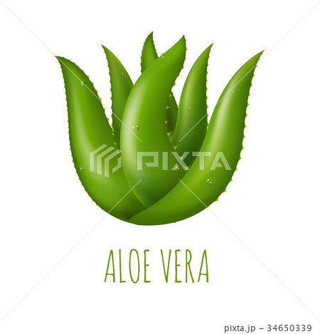 Aloe Vera 34650339