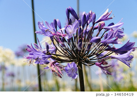 A field of Triteleia laxa 34650419