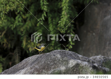 キセキレイ 34650565