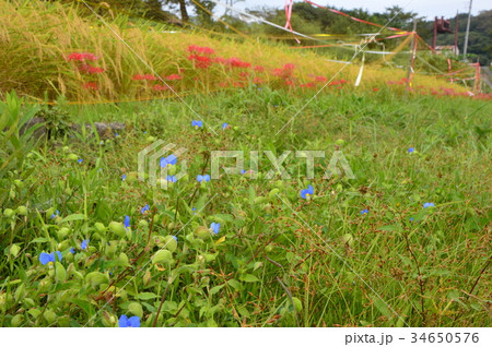 旧甲州街道 鶴川宿 山梨上野原の秋は 旧甲州街道 鶴川宿 山梨上野原の秋は 34650576