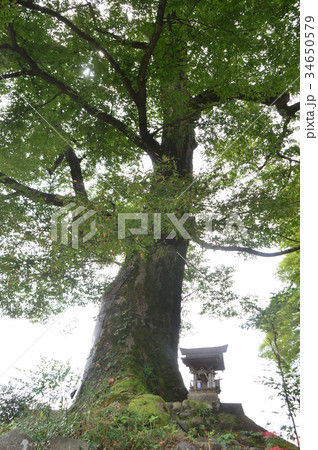 旧甲州街道 鶴川宿 山梨上野原の秋は 旧甲州街道 鶴川宿 山梨上野原の秋は 34650579
