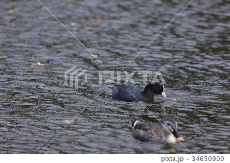 オオバン 34650900