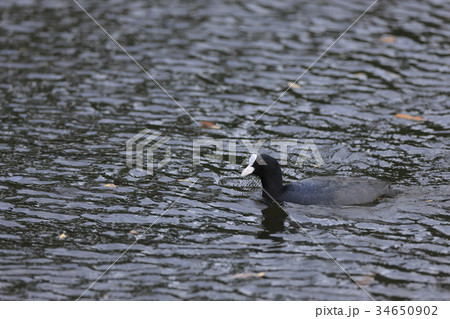 オオバン オオバン 34650902