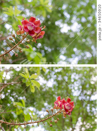 Sala flora or Shorea robusta flower  34650910