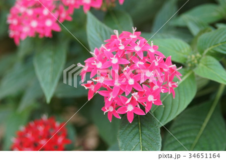 ペンタスの花 ペンタスの花 34651164