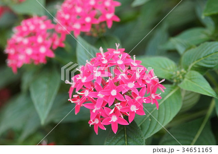 ペンタスの花 34651165
