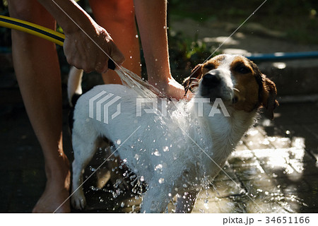 Woman bathing dog outside Woman bathing dog outside 34651166