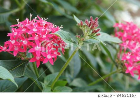 ペンタスの花 34651167