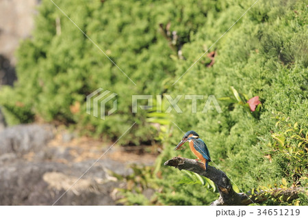 カワセミ カワセミ 34651219