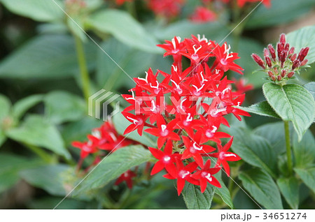 ペンタスの花 34651274