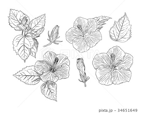 Set of Chinese Hibiscus hand draw sketch vector. 34651649