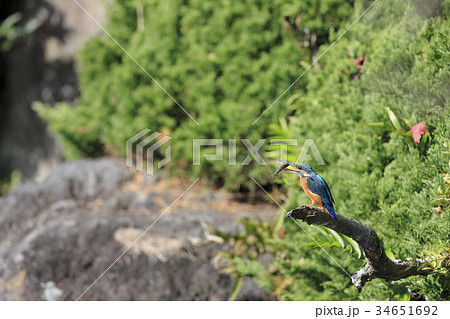 小魚を食べるカワセミ 小魚を食べるカワセミ 34651692