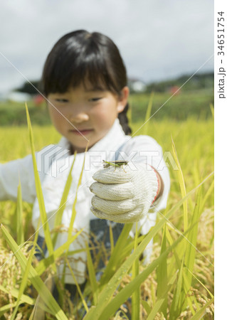 稲刈り中コバネイナゴを捕まえる子供 34651754